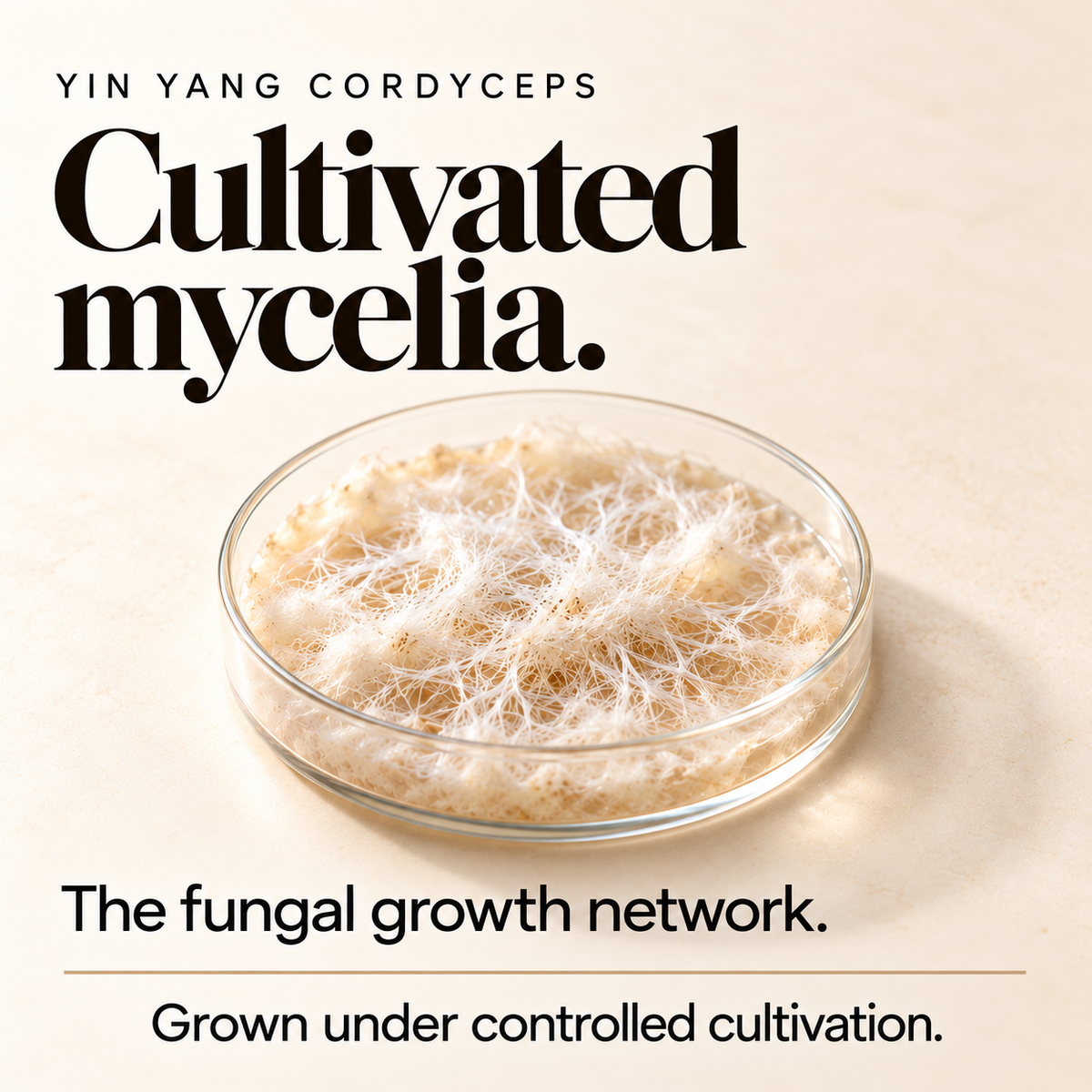 Cultivated Cordyceps mycelia, the key ingredient