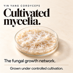 Cultivated Cordyceps mycelia, the key ingredient
