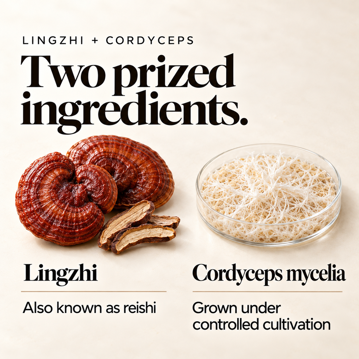 Daily Resilience Duo - Lingzhi + Cordyceps