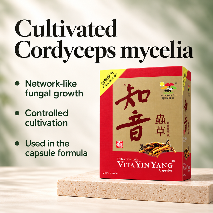 Cultivated Cordyceps mycelia